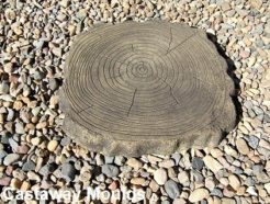 Large Log Stepping Stone