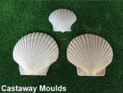 sea shell clams